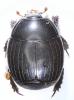 Margarinotus ventralis